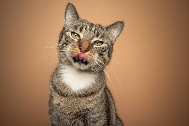 hungry cat licking lips waiting for food hungry tabby cat licking lips looking at camera on brown background with copy space cat sticking out tongue stock pictures, royalty-free photos & images