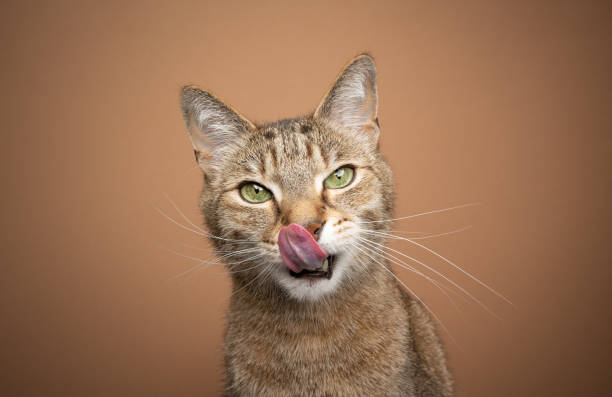 hungry cat licking lips looking at camera waiting for food hungry tabby cat licking lips looking at camera waiting for food on brown background with copy space cat sticking tongue out stock pictures, royalty-free photos & images