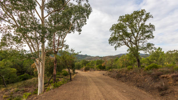 istock unpaved dirt road in in Mediterranean scrubland 1368035407