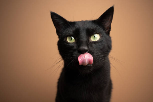 hungry black cat licking lips waiting for food hungry black cat licking lips waiting for food on beige or light brown background with copy space shorthair cat stock pictures, royalty-free photos & images