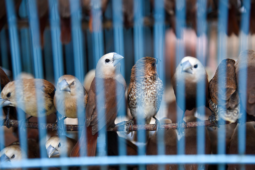sparrows in cages are traded during Chinese New Year