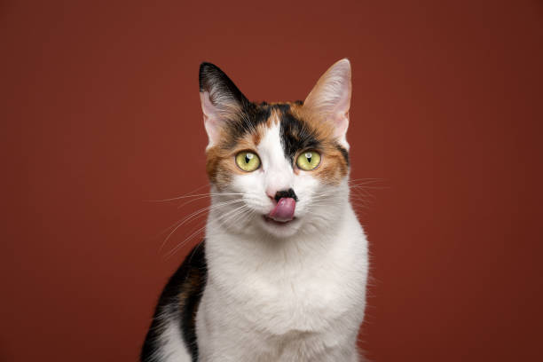 istock hungry white calico cat licking lips waiting for food 1368035534