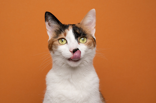 hambriento gato blanco calico tricolor lamiendo los labios esperando comida photo