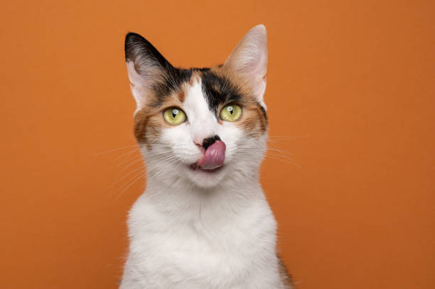 hungry white calico tricolor cat licking lips waiting for food hungry white calico tricolor cat licking lips waiting for food looking at camera on orange background with copy space cat sticking tongue out stock pictures, royalty-free photos & images