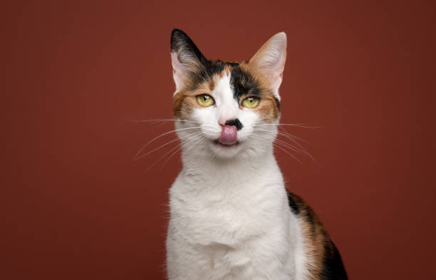 istock hungry white calico cat licking lips waiting for food 1368035564