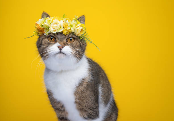 istock cute cat wearing yellow flower crown on head 1368035674