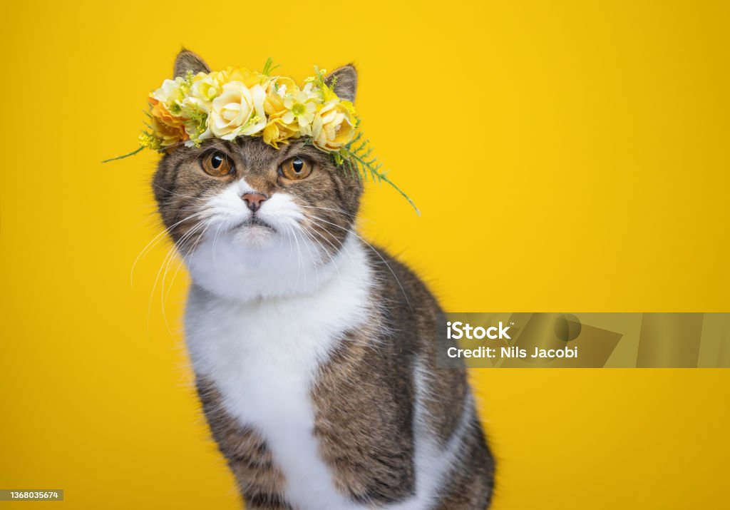 cute cat wearing yellow flower crown on head cute fluffy tabby white british shorthair cat wearing flower crown on head looking at camera on yellow background with copy space Domestic Cat Stock Photo