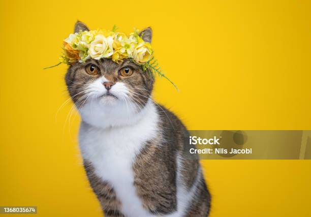 Cute Cat Wearing Yellow Flower Crown On Head Stock Photo - Download Image Now - Domestic Cat, Floral Crown, Wearing Flowers