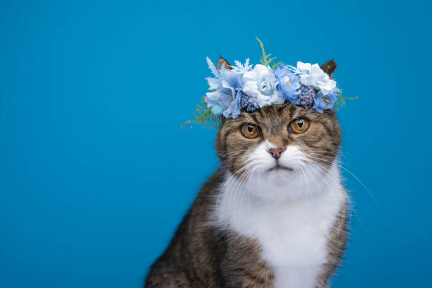istock cute cat wearing blue flower crown on head 1368035805