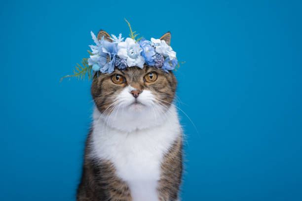 istock cute cat wearing blue flower crown on head 1368035814