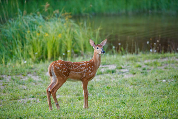 istock white tailed fawn in field 1368036079