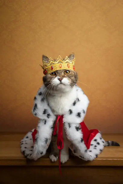 Photo of royal cat wearing king costume and crown looking majestic
