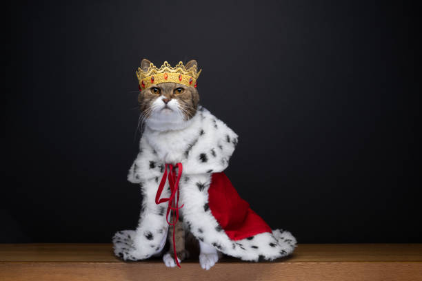istock royal cat wearing king costume with crown looking cute 1368036543