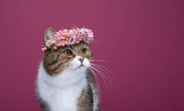 istock cat wearing beautiful flower crown on head looking to the side 1368036704
