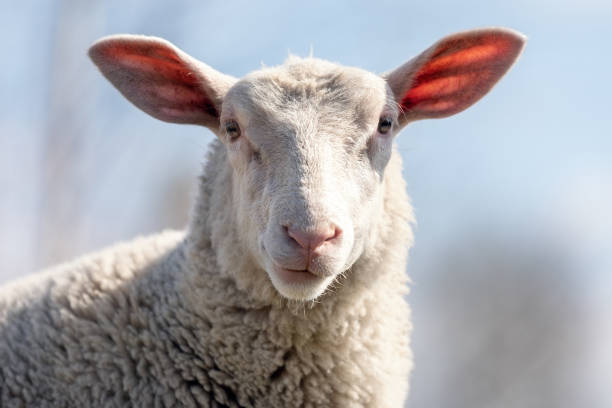 istock White sheep looking at the camera in a blue sky background 1368036962