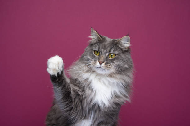 6,777 Long Haired Tabby Cat Stock Photos, Pictures & Royalty-Free Images -  iStock