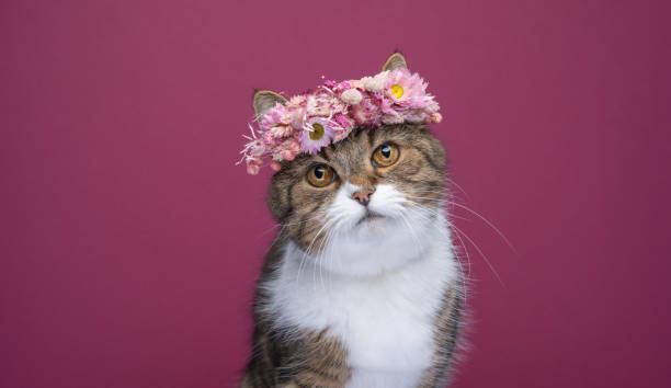 istock cat wearing beautiful flower crown on head looking at camera 1368037098