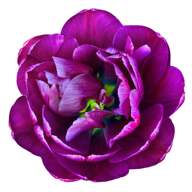 istock Terry tulip burgundy color. Isolated on white background. 1368037145