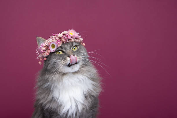 istock cute hungry cat wearing flower crown on head licking lips 1368037170