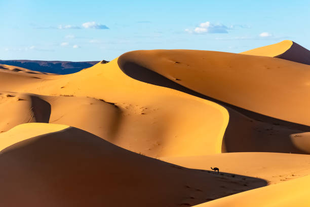 istock Dromedary camel in the middle of a vast Sahara Desert. 1368037247
