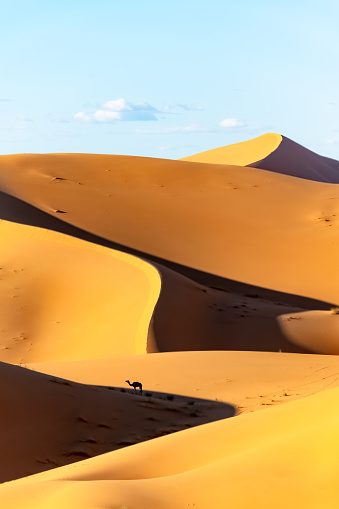 Gold colored sand dunes in a sunny day with contrasted shadows and a cloudy blue sky. Far distance dromedary shot in the middle of the Algerian Sahara Desert.