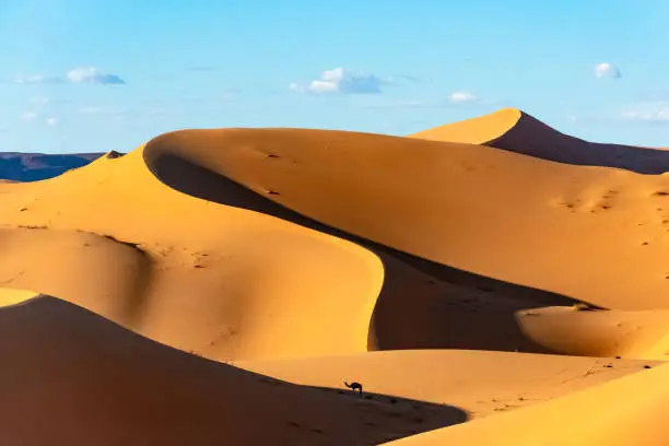 Gold colored sand dunes in a sunny day with contrasted shadows and a cloudy blue sky. Far distance dromedary shot in the middle of the Algerian Sahara Desert.