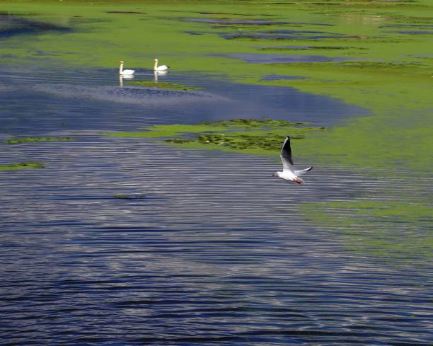 Wetlands with green delta and aquatic wildlife. Beautiful birdwatching scene in nature.