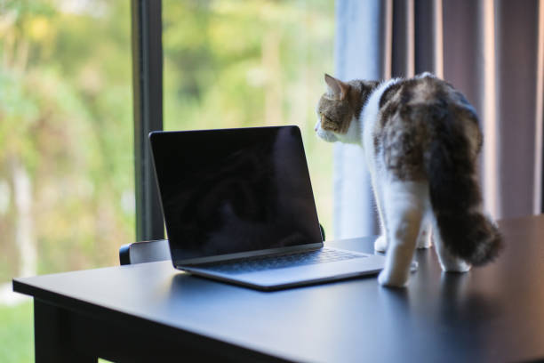 istock scottish tabby cat and laptop on table in living room 1368037332