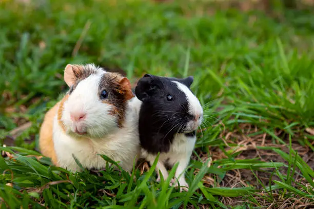 Photo of Guinea pig walks on the grass.