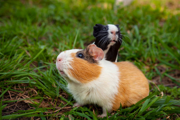 istock Guinea pig walks on the grass. 1368038076