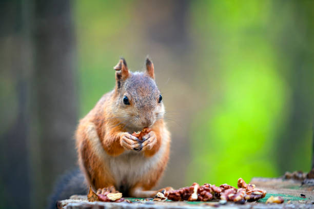 istock A red squirrel In the forests near Moscow. 1368038102