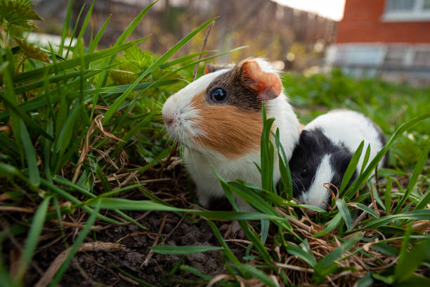 istock Guinea pig walks on the grass. 1368038155