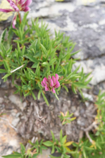 istock Trifolium alpinum in bloom 1368039290