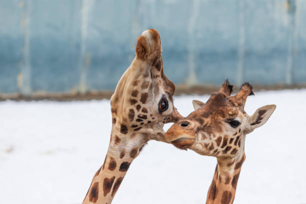 two rothschild giraffes have their heads together. - length south high up climate imagens e fotografias de stock