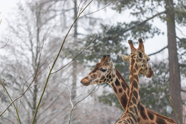 two rothschild giraffes have their heads together. - length south high up climate imagens e fotografias de stock