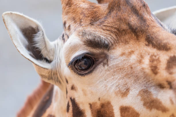 dettaglio della testa e dell'occhio di una giraffa rothschild. - length south high up climate foto e immagini stock