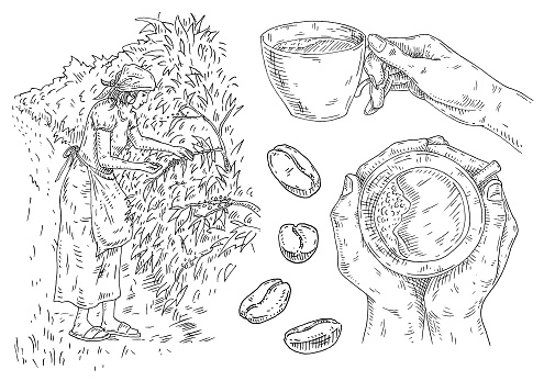 Set coffee. Hand hold cup. Woman harvesting berries on a coffee plantation. Vintage black vector engraving illustration isolated on white