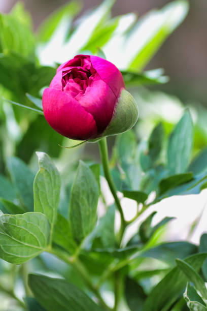 istock close up of pink peony bud vertical 1368039675