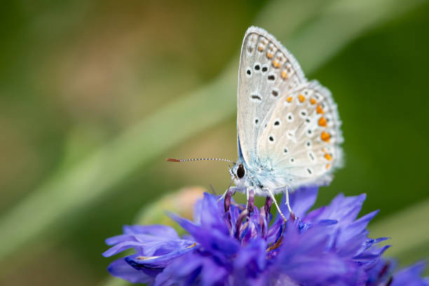 istock A common blue butterfly feeding on a blue cornflower 1368039839