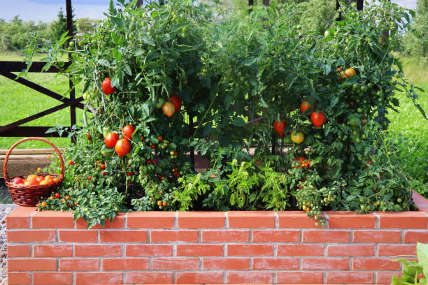 Tomatoes harvesting. Raised beds gardening in an urban garden growing plants herbs spices berries and vegetables. A modern vegetable garden with raised bricks beds stock photo