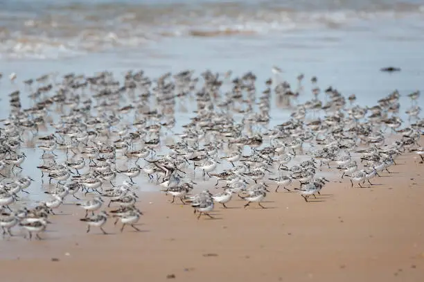 A group of sanderlings running on the beach in summer, Brittany (France)