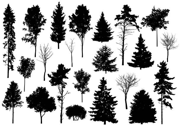 силуэт множества разных деревьев. коллекция хвойных вечнозеленых лесных деревьев, лиственных деревьев. векторная иллюстрация - maple tree tree silhouette vector stock illustrations