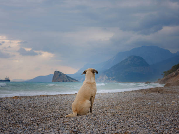 Homeless dog relax and looking to  Black sea Batumi City Adjara Georgia