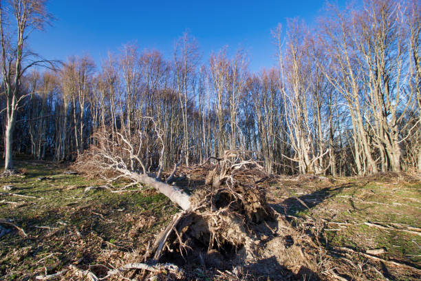 uprooted tree lying on the ground near a wood, environmental disaster