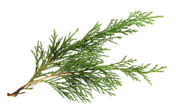 istock Green thuja twigs isolated 1368041198