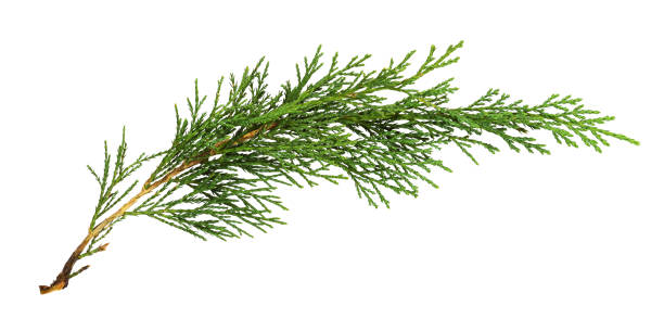 istock Green thuja twig isolated 1368041204