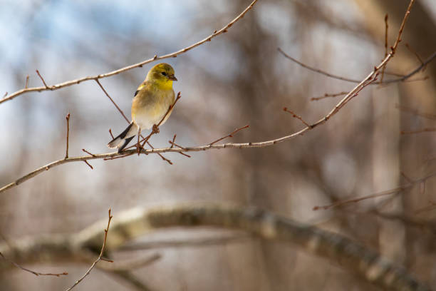 istock Goldfinch Perches on Twig 1368042482