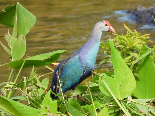 istock Grey-headed Swamphen (Porphyrio poliocephalus) in the Florida wetlands 1368042486