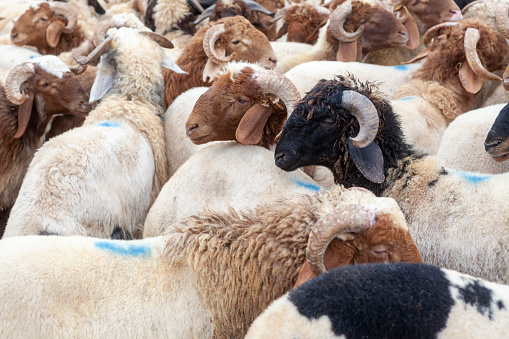 Animales de granja en el mercado de ganado para eid al-adha photo