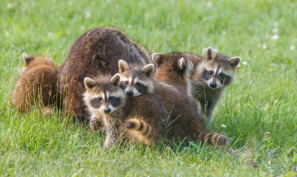 istock baby raccoons in grass 1368043819